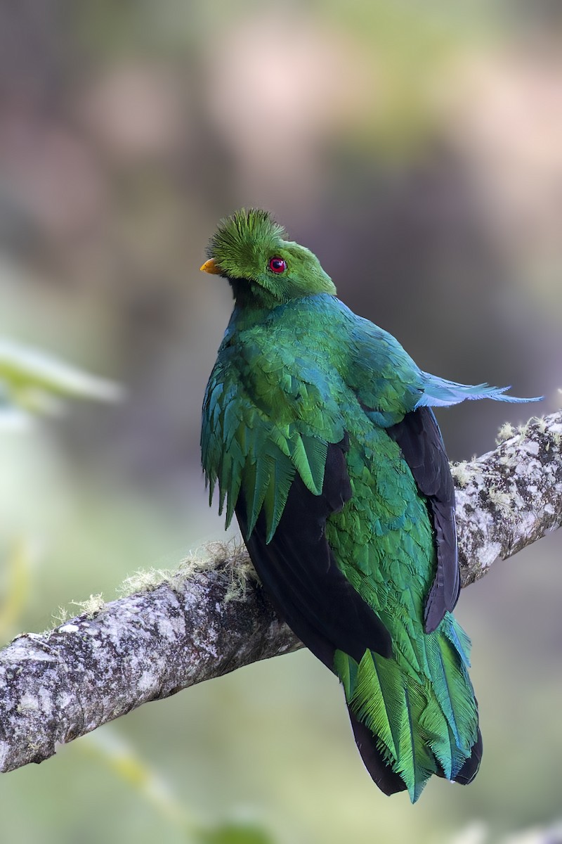 Crested Quetzal - ML610166532