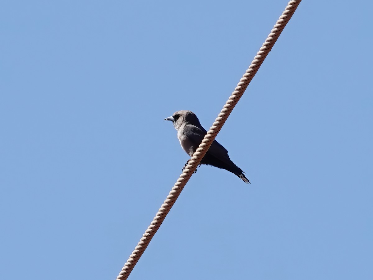 Black-faced Woodswallow (Black-vented) - ML610166561