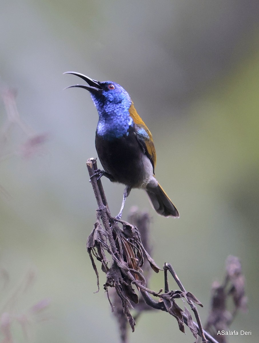 Blue-headed Sunbird - ML610166578