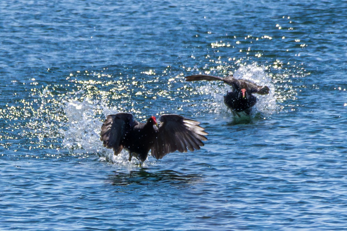 Common Gallinule (Altiplano) - ML610166721