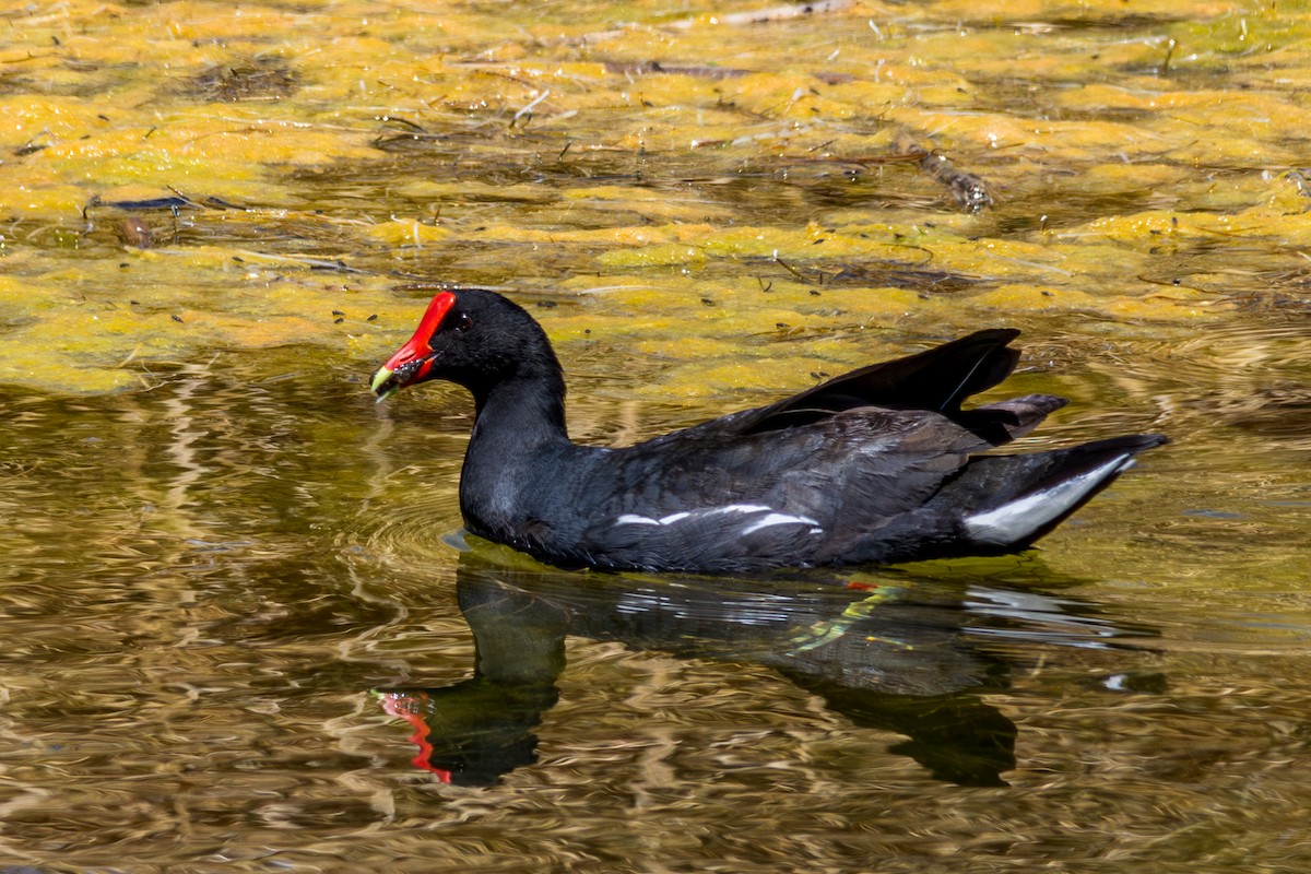 Common Gallinule (Altiplano) - ML610166741