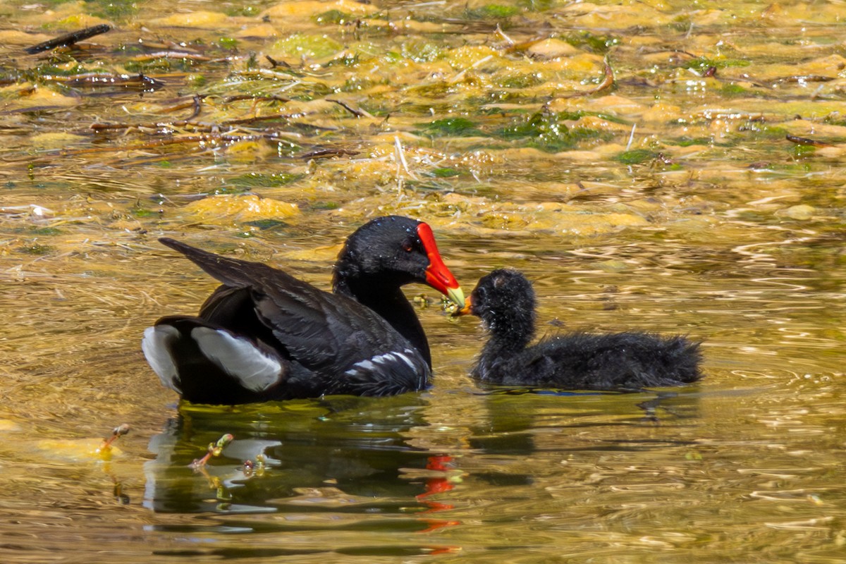 Common Gallinule (Altiplano) - ML610166742