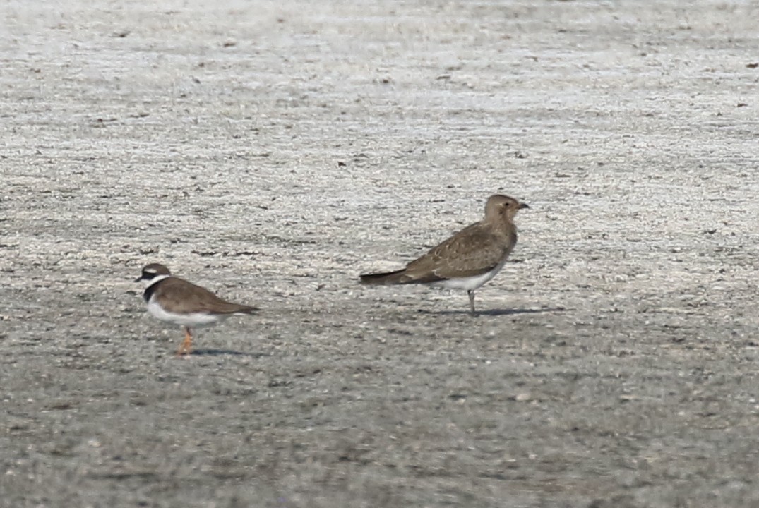 Collared Pratincole - ML610166828