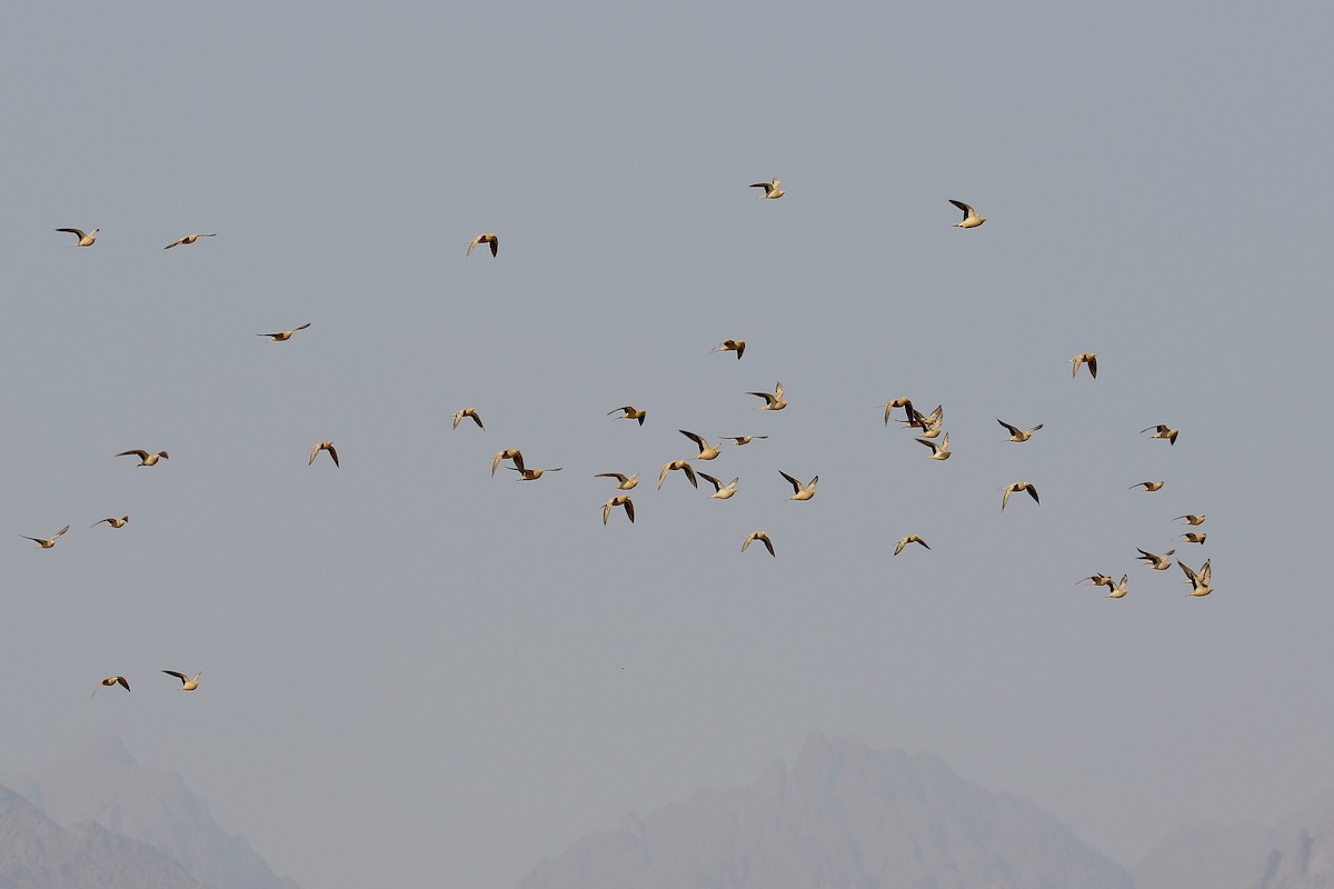 Spotted Sandgrouse - Chris Kehoe