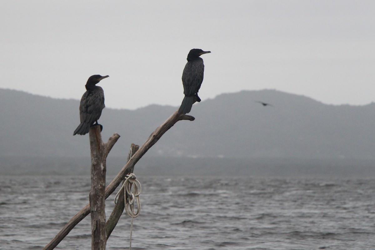 Neotropic Cormorant - ML610166864