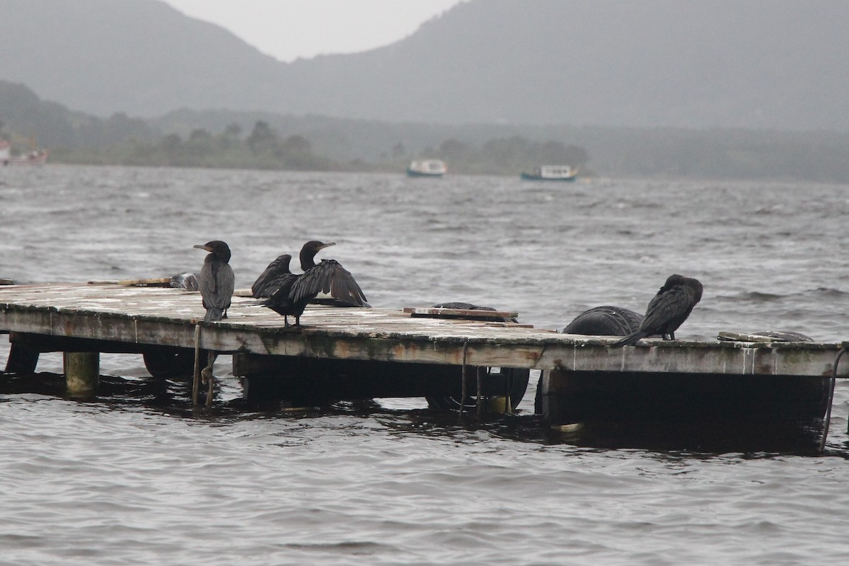 Neotropic Cormorant - ML610166871