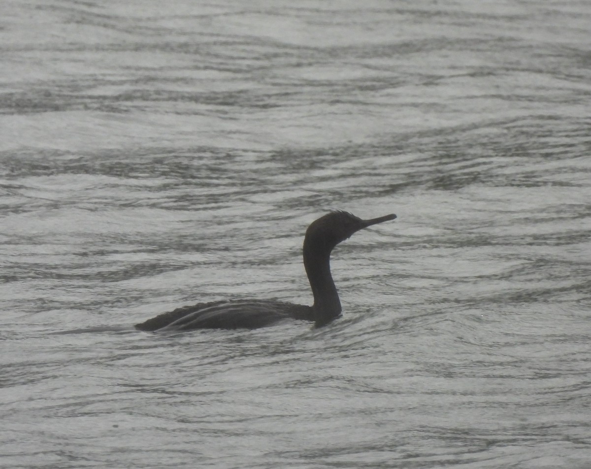 Pelagic Cormorant - ML610166938