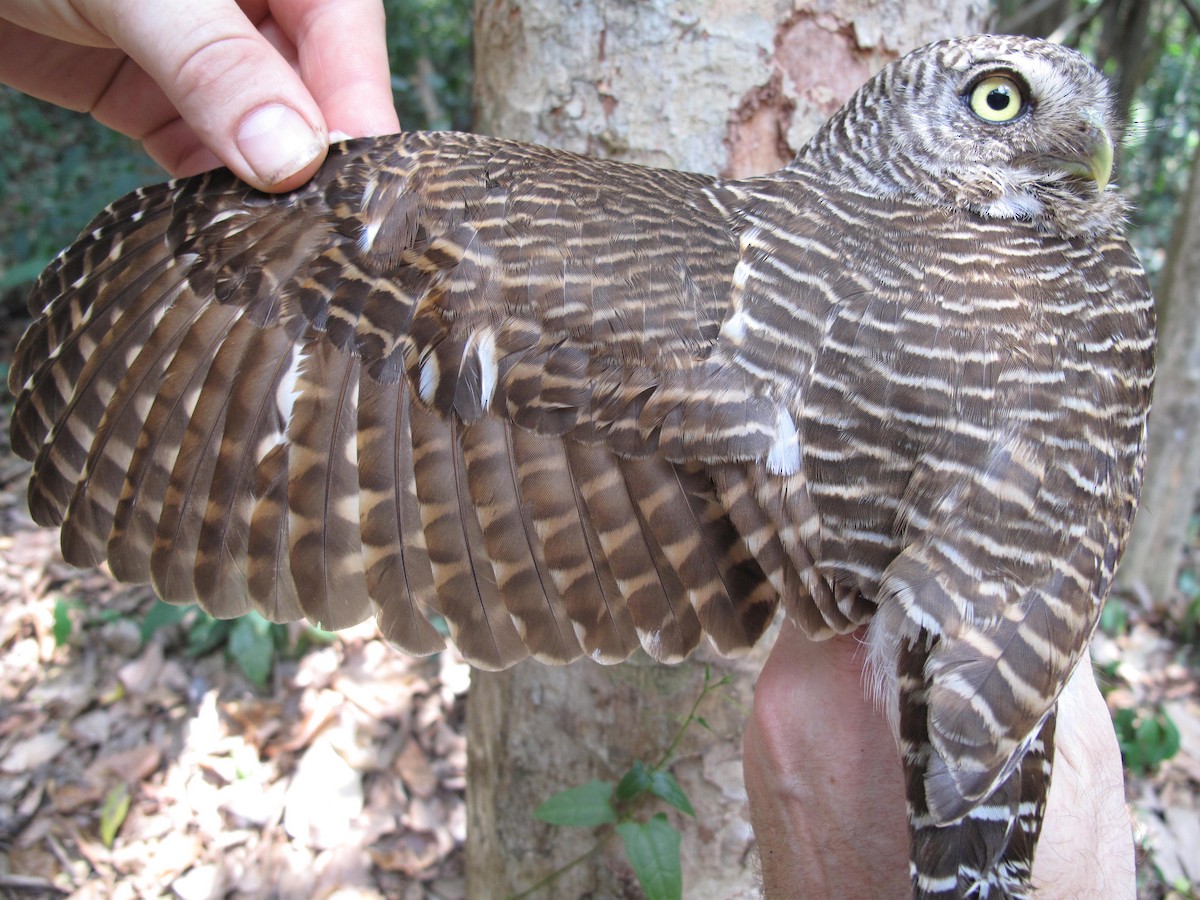 Asian Barred Owlet - ML610166961