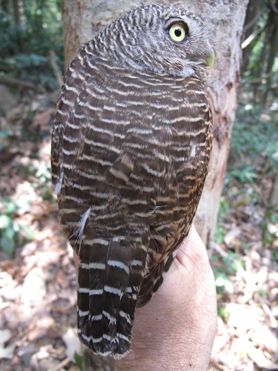 Asian Barred Owlet - ML610166962