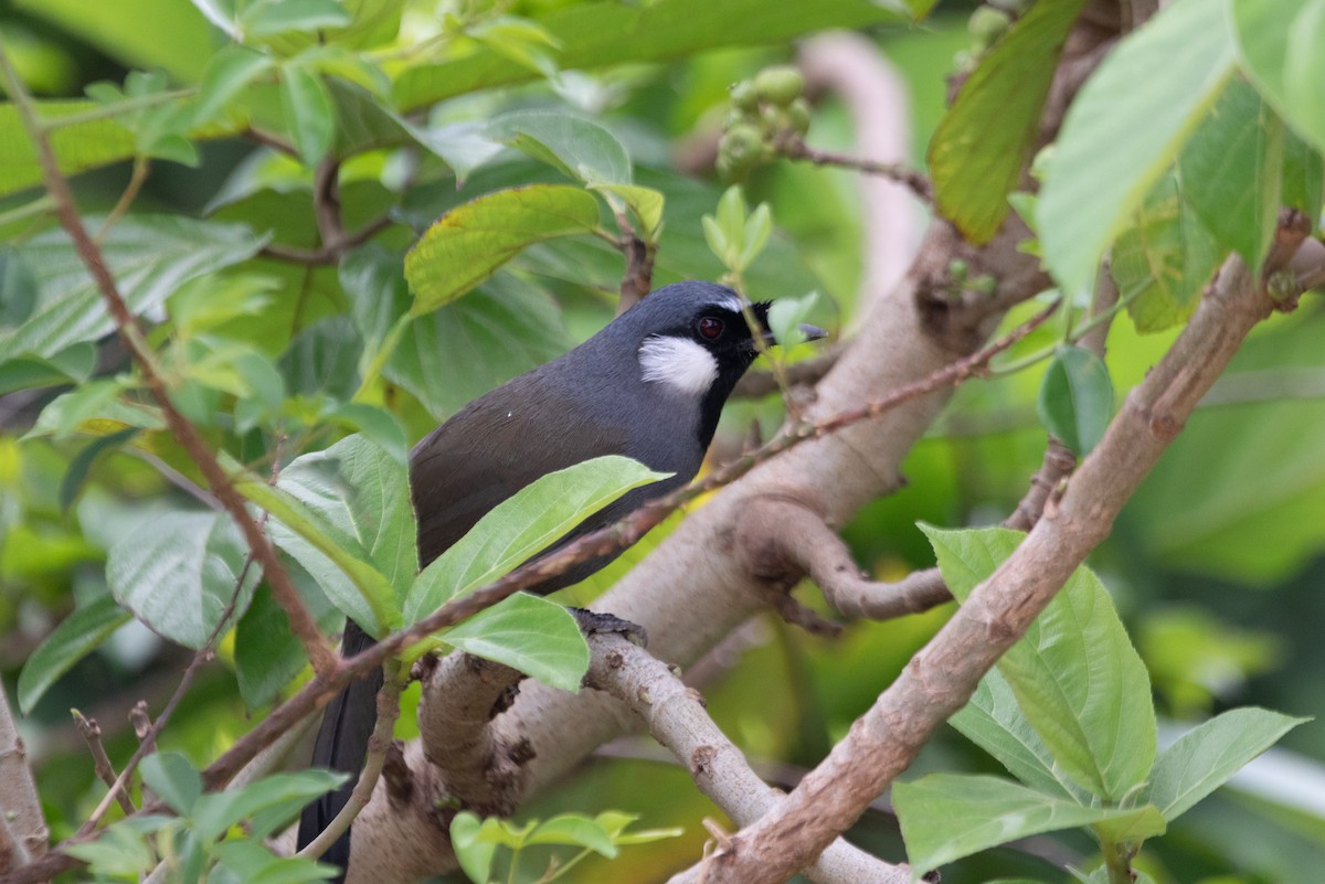 Black-throated Laughingthrush (Black-throated) - Kalvin Chan