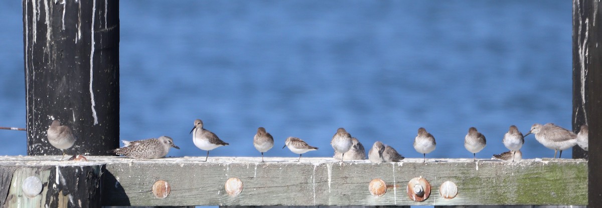 Red Knot - ML610167002