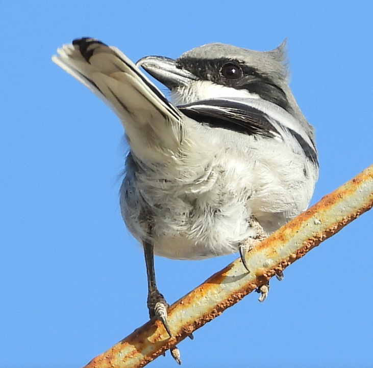 Great Gray Shrike - ML610167014