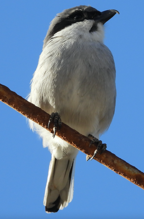 Great Gray Shrike - ML610167019