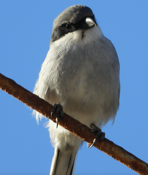 Great Gray Shrike - ML610167023