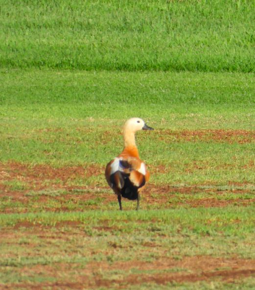 Ruddy Shelduck - ML610167032