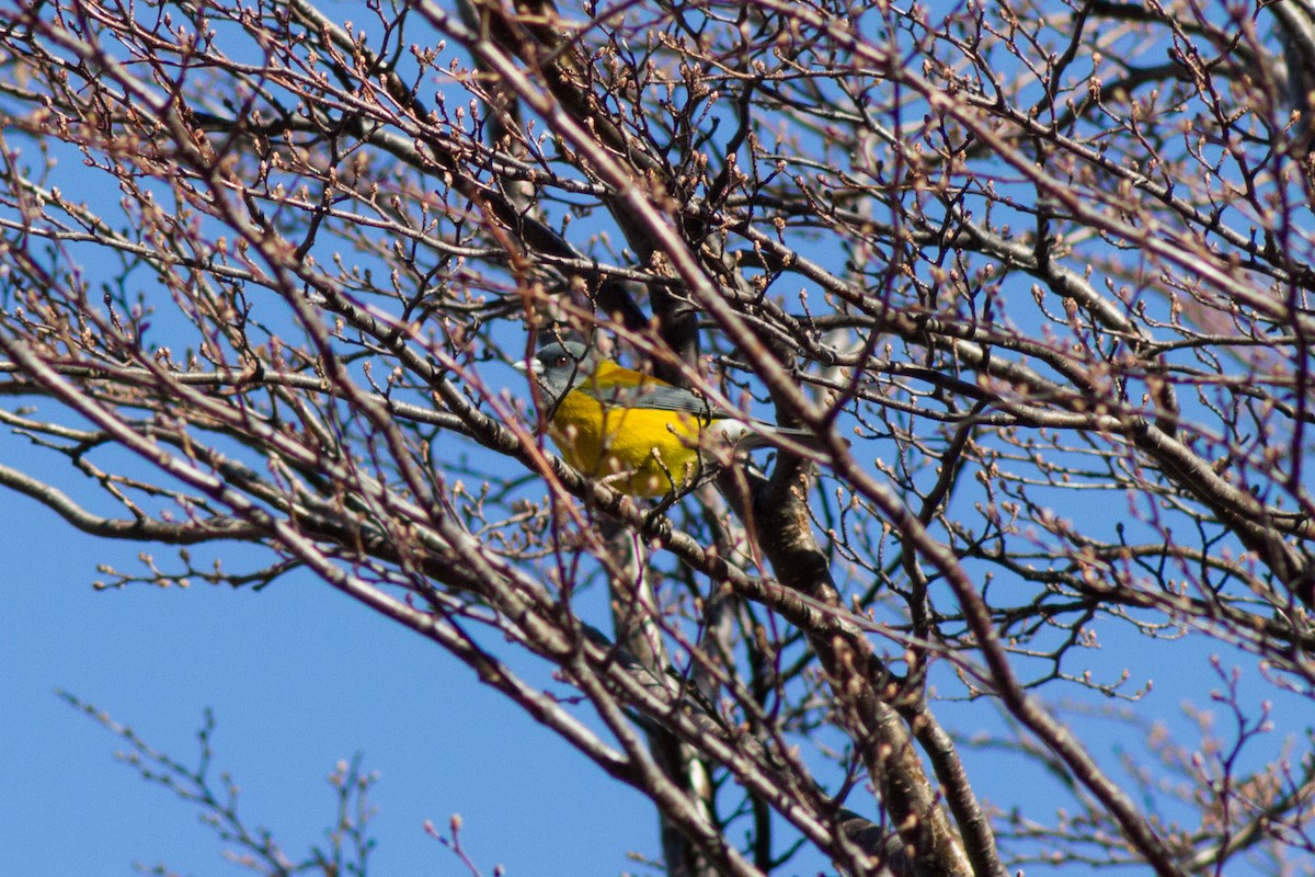 Patagonian Sierra Finch - ML610167044