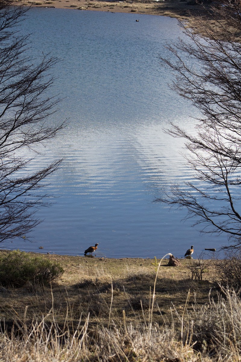 Ashy-headed Goose - ML610167047