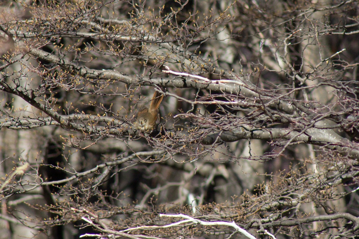 Sharp-billed Canastero - ML610167052