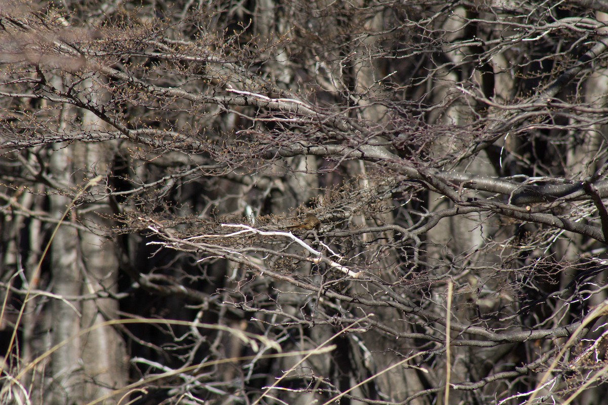 Sharp-billed Canastero - ML610167056