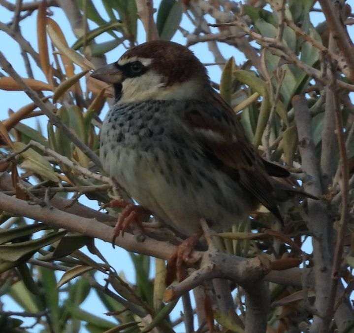 Spanish Sparrow - ML610167070