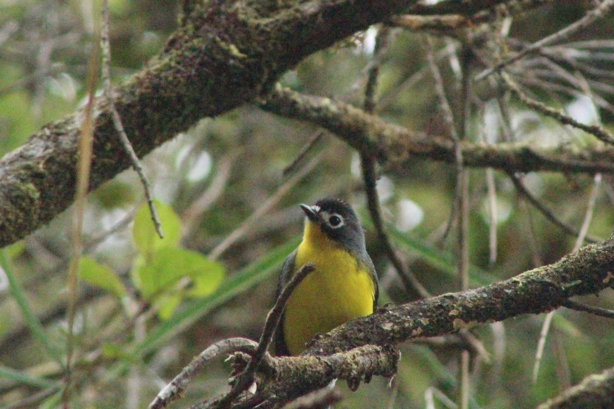 White-fronted Redstart - Daniel de Jesus Garcia León