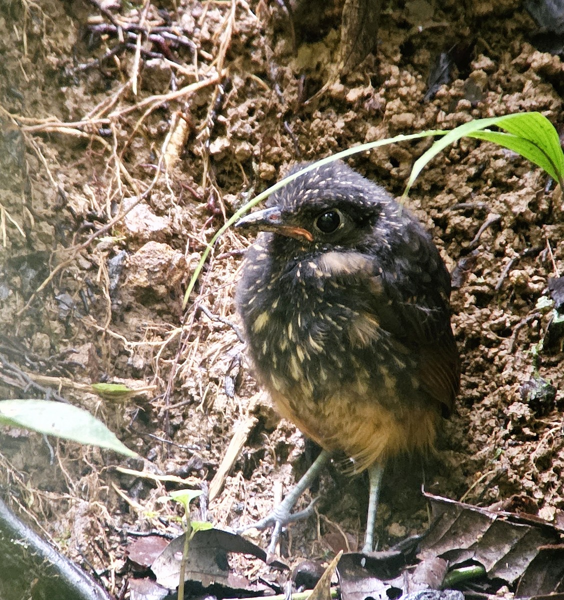 Scaled Antpitta - ML610167164
