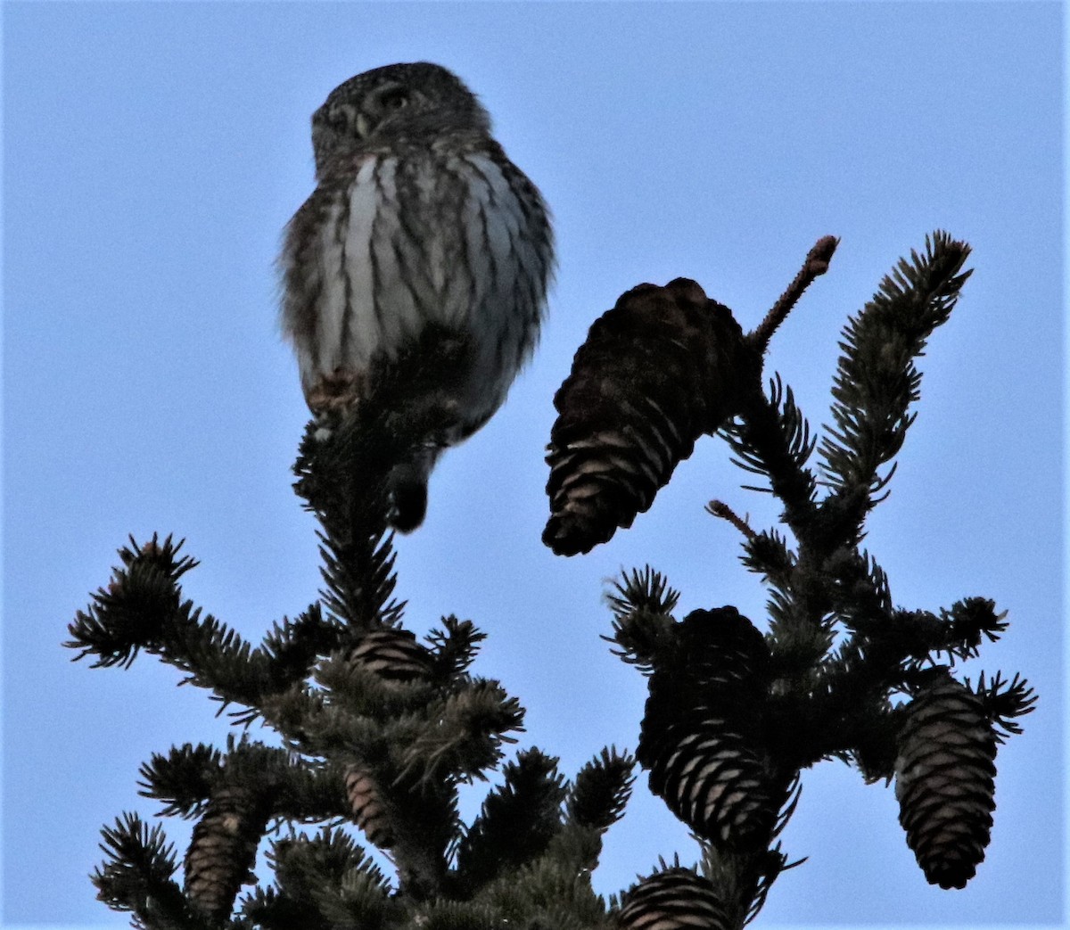 Eurasian Pygmy-Owl - ML610167199
