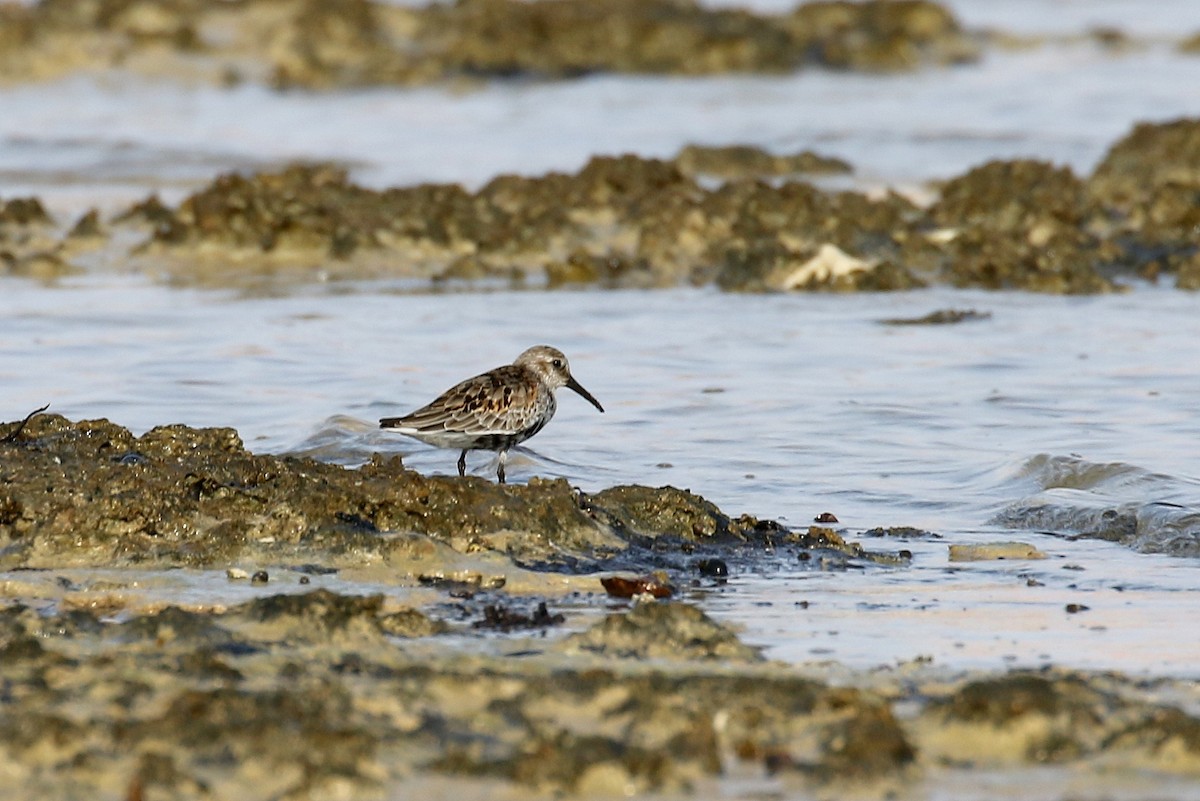 Dunlin - ML610167350