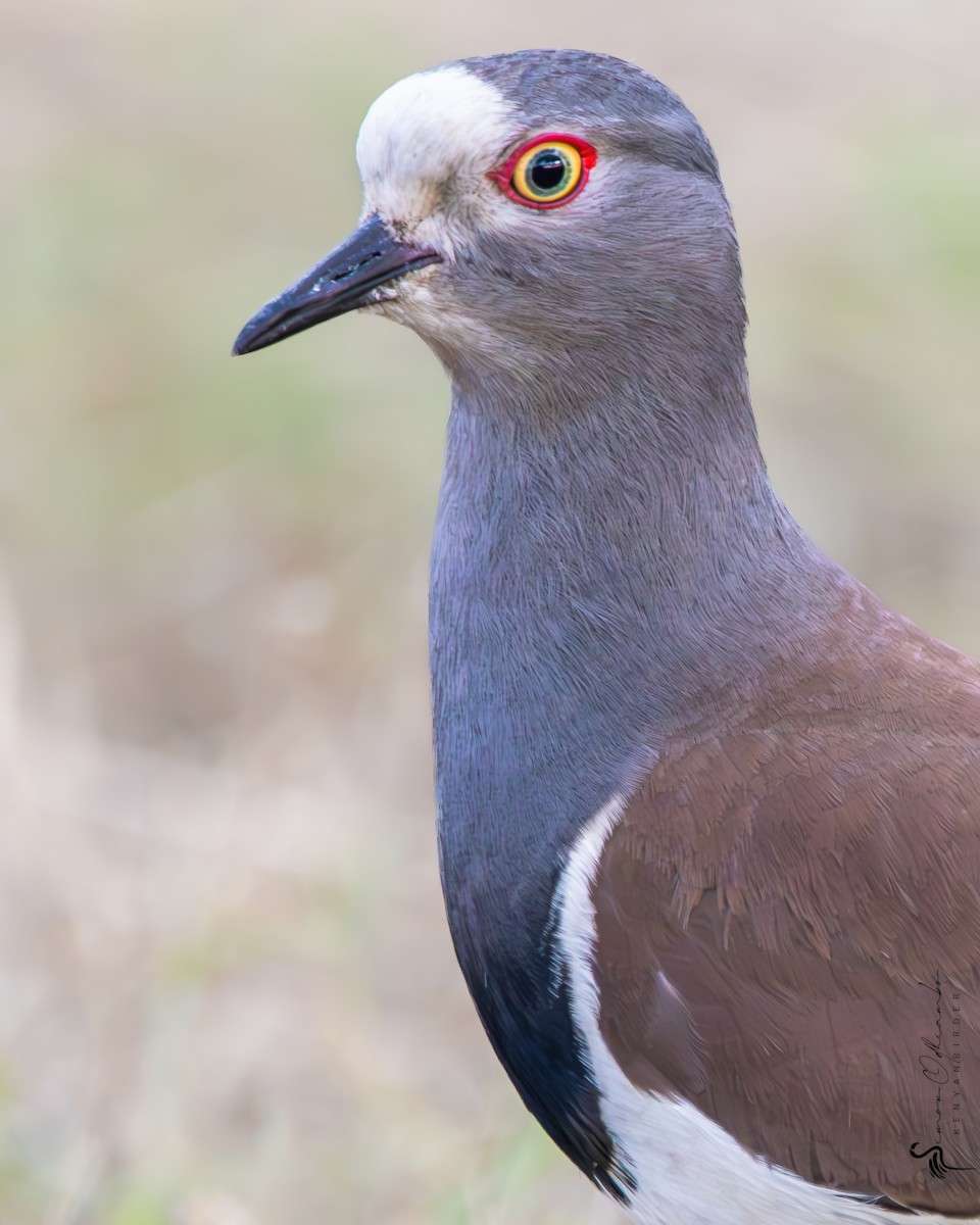 Black-winged Lapwing - ML610167378