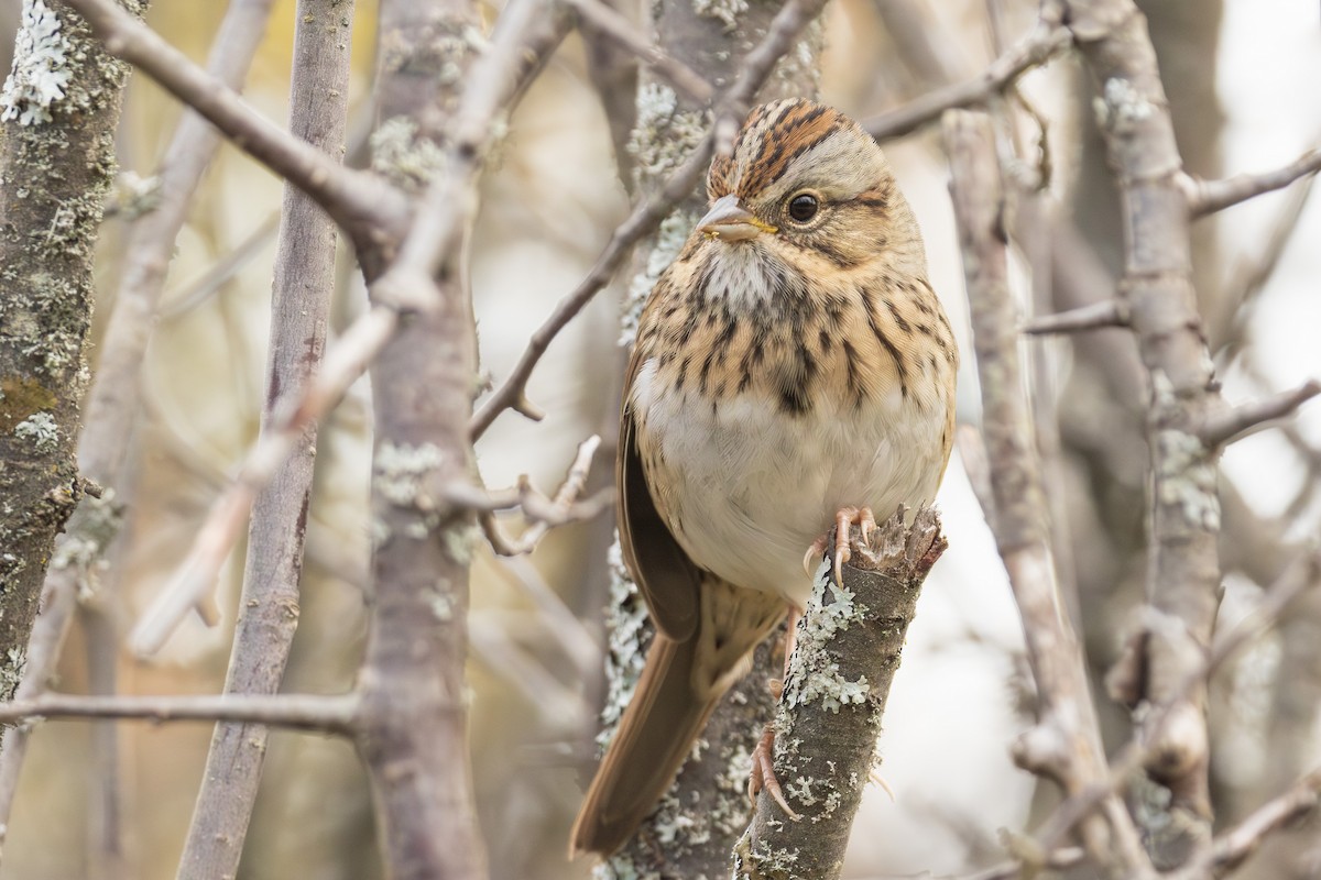 Lincoln's Sparrow - ML610167496