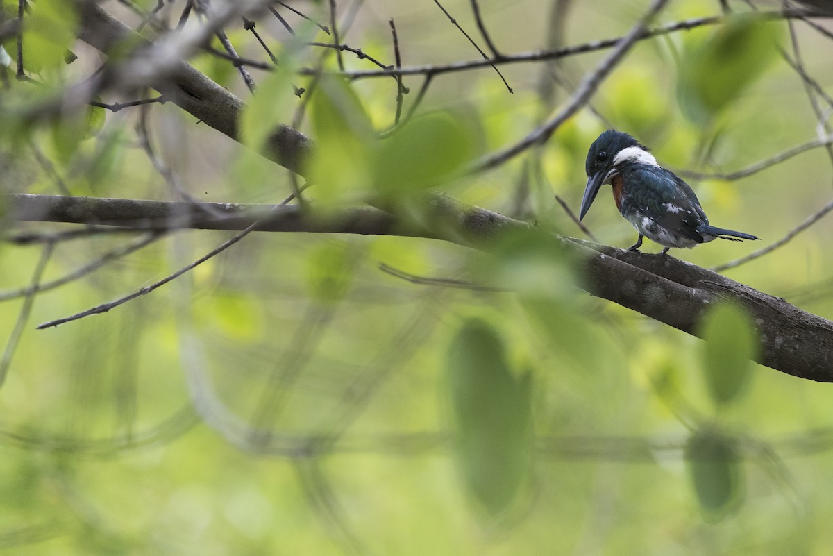 Green Kingfisher - ML610167511