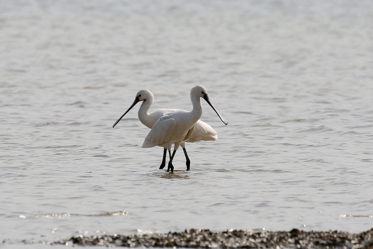 Eurasian Spoonbill - ML610167555