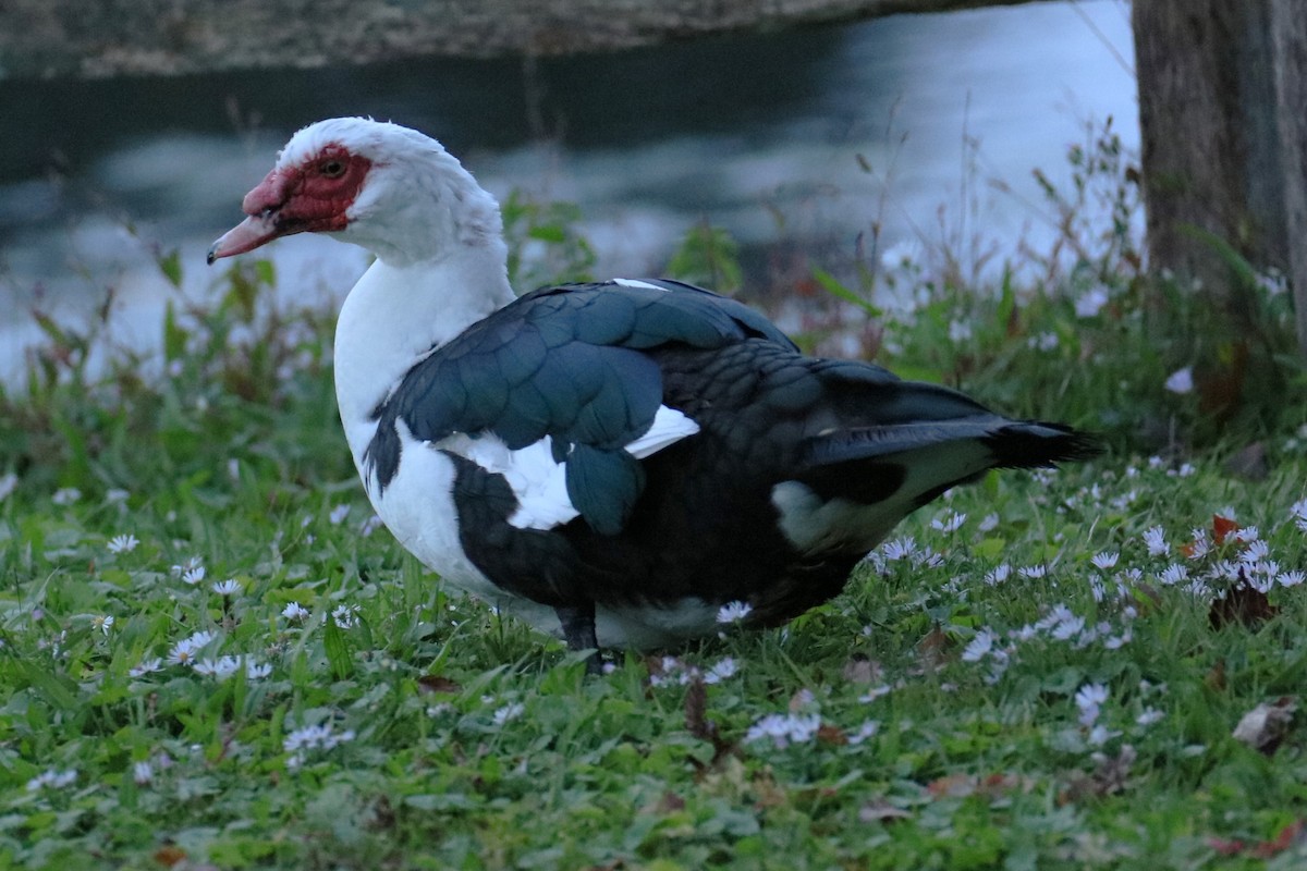 Muscovy Duck (Domestic type) - michael vedder