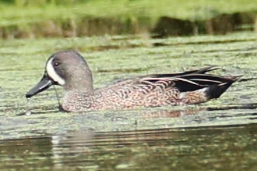 Blue-winged Teal - ML610167592