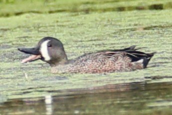 Blauflügelente - ML610167596