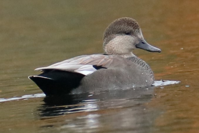 Gadwall - ML610167603