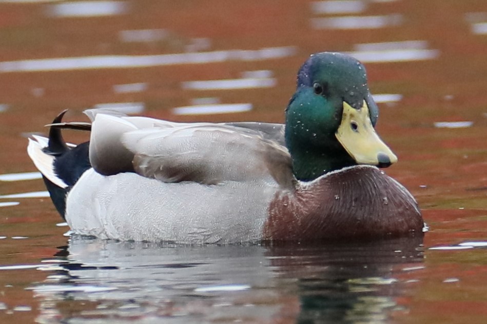 Mallard - michael vedder