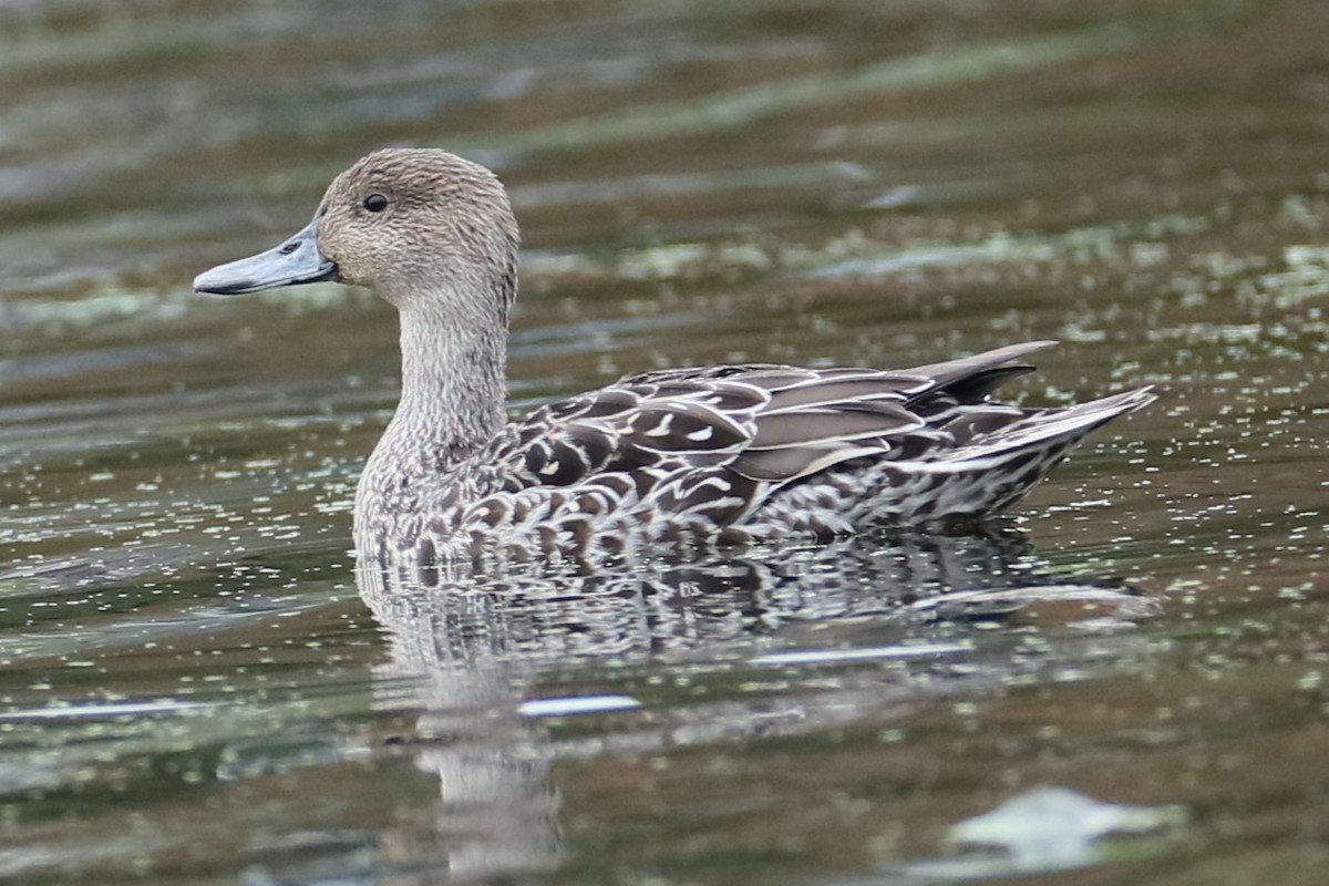 Northern Pintail - ML610167614