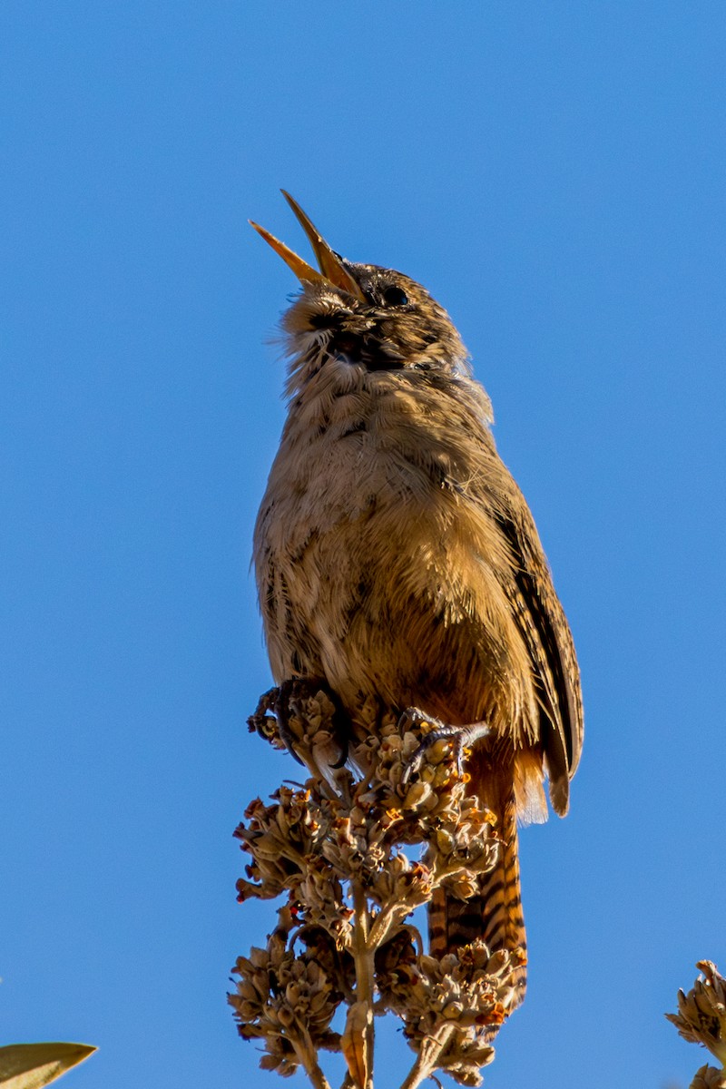 House Wren (Southern) - ML610167619