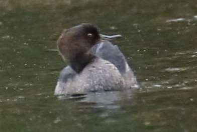 Hooded Merganser - ML610167623