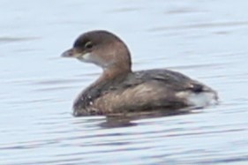 Pied-billed Grebe - ML610167625