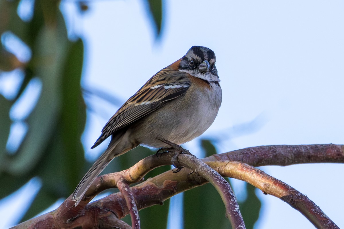 Rufous-collared Sparrow - Frank Dietze