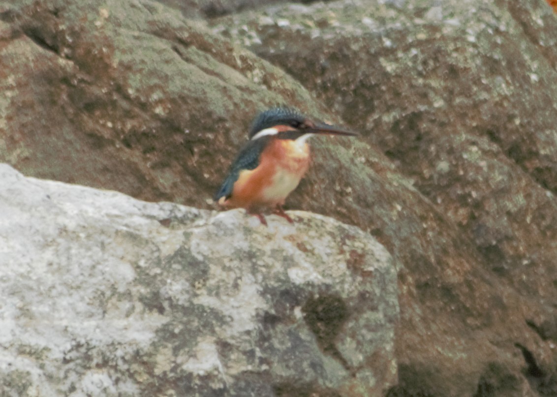 Martin-pêcheur d'Europe - ML610167656