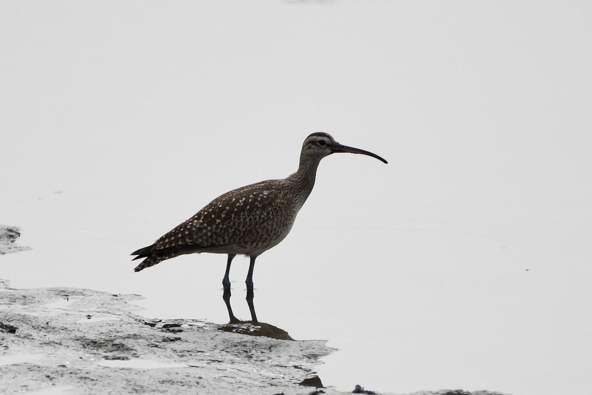 Whimbrel - ML610167666