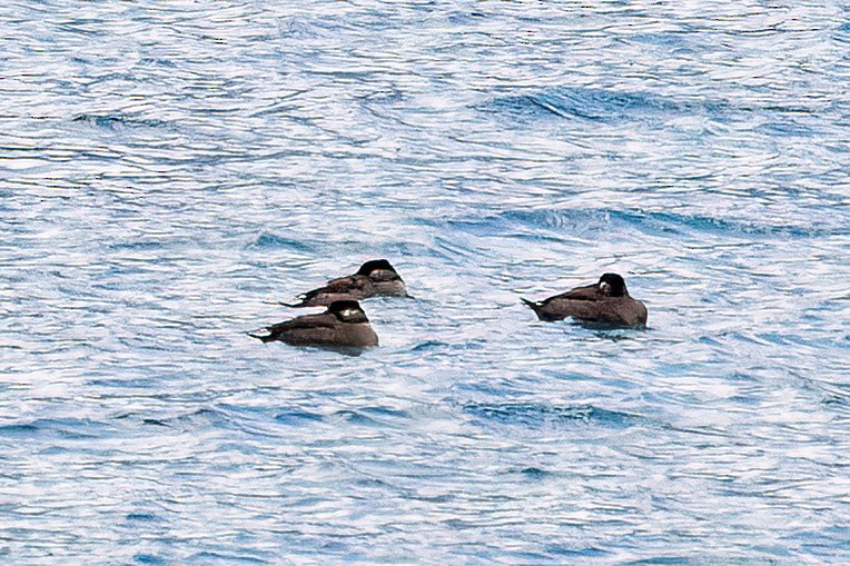 Surf Scoter - ML610167701