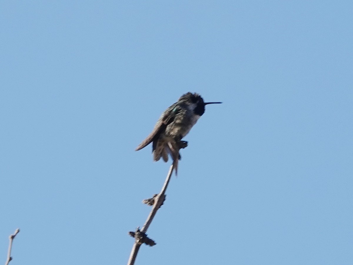Costa's Hummingbird - ML610167713