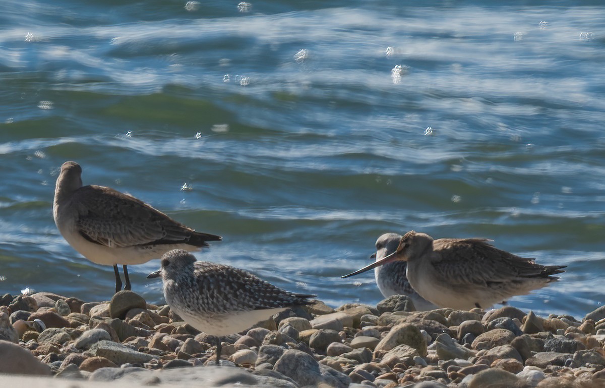 Hudsonian Godwit - ML610167832