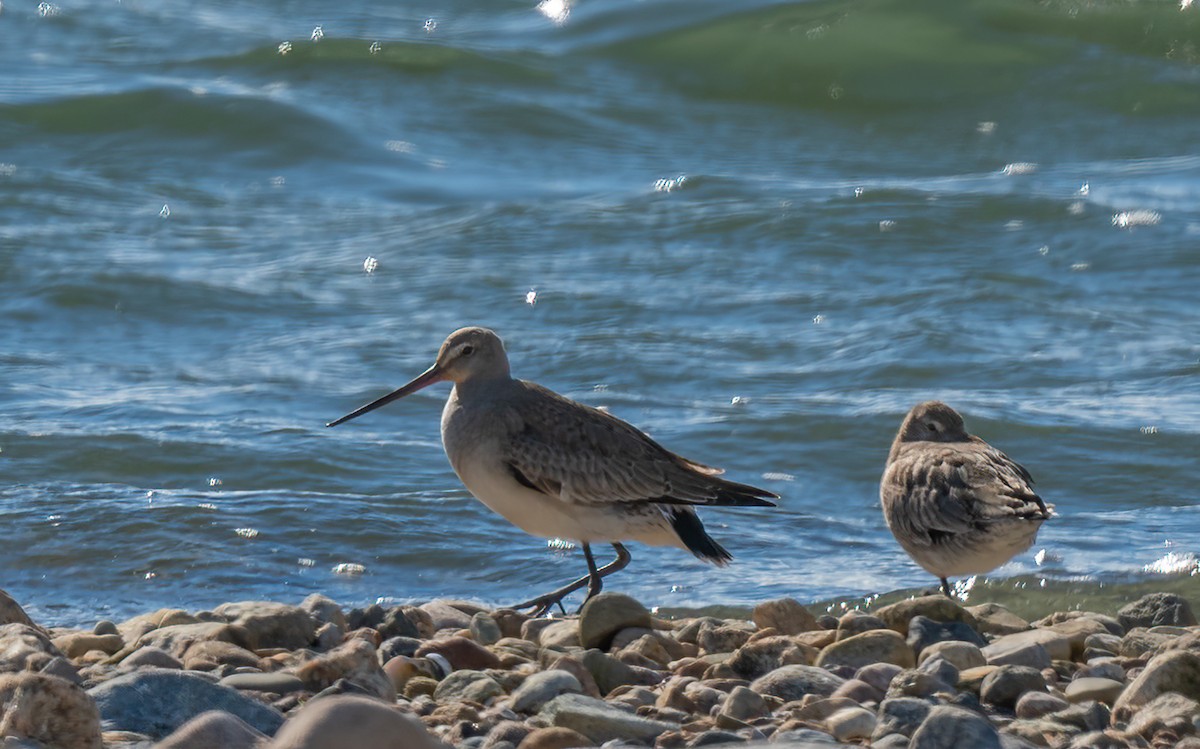 Hudsonian Godwit - ML610167834