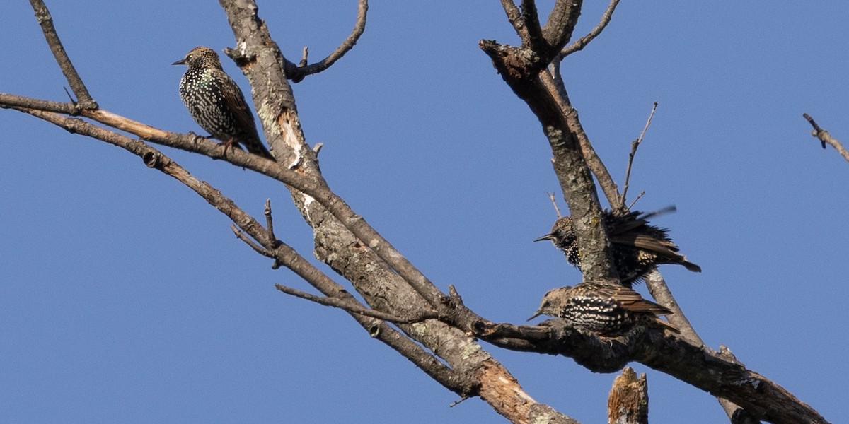 European Starling - ML610167847