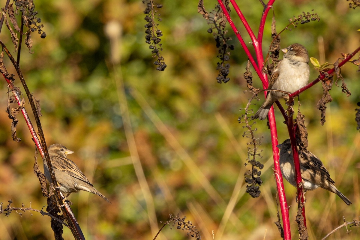 House Sparrow - ML610167877